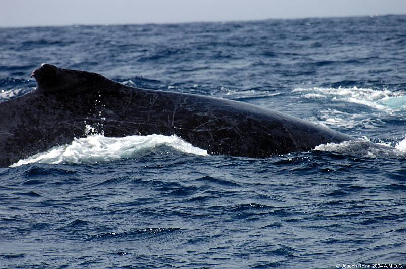 humpback