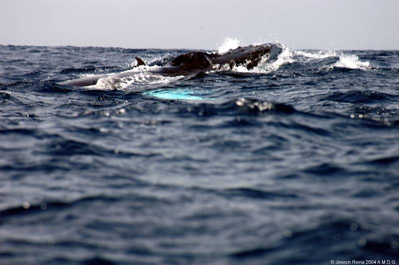 humpbackhead