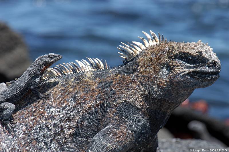 iguana&lavalizard