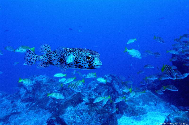 puffer