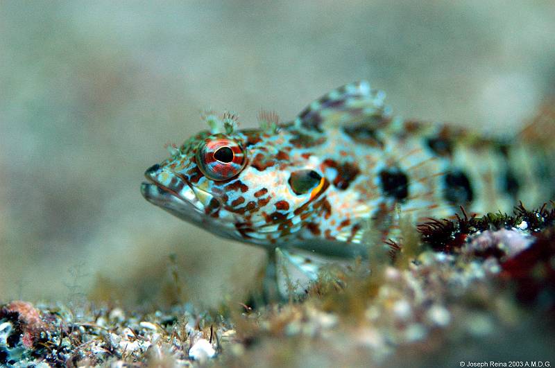 reeffish