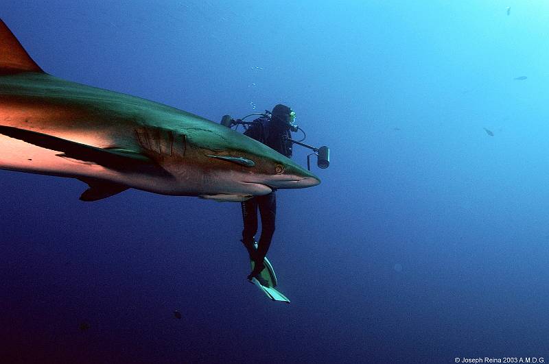 sharkwithroommate