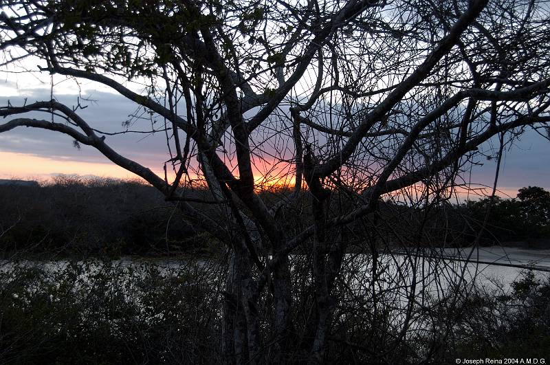 sunsetintree