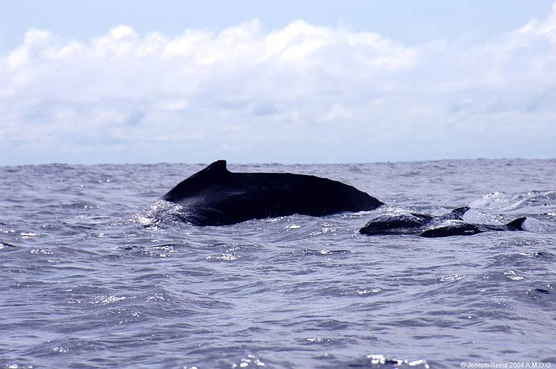 swimmingwhale