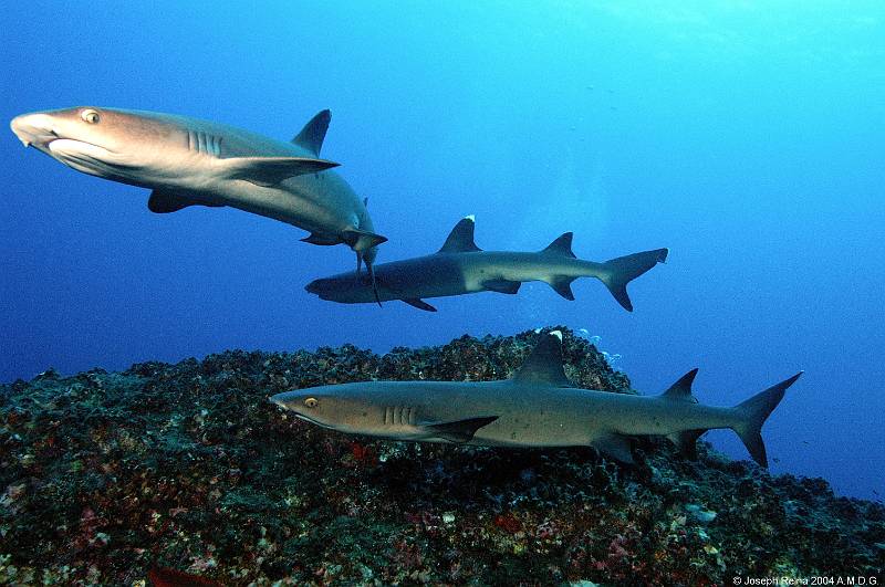 whitetips3