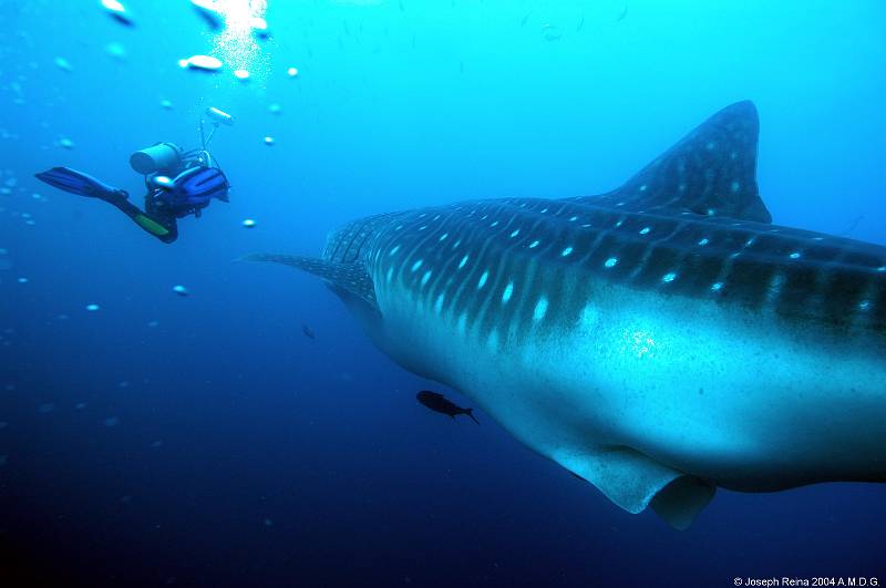 wshark&diver