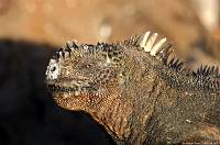 iguanasunny