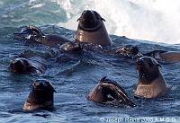 sealfaces