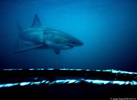 secondgreatwhite