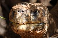 tortoise