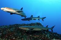 whitetips3